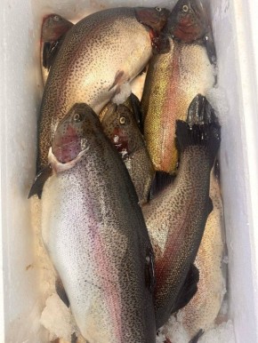 ������ ������ ������: �������� ����������� ��� ��������