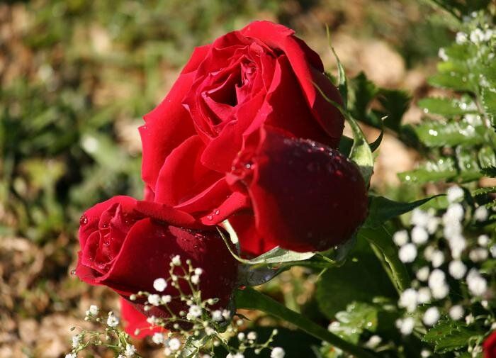 Как перевести розу на новое место: советы по пересадке взрослых кустов