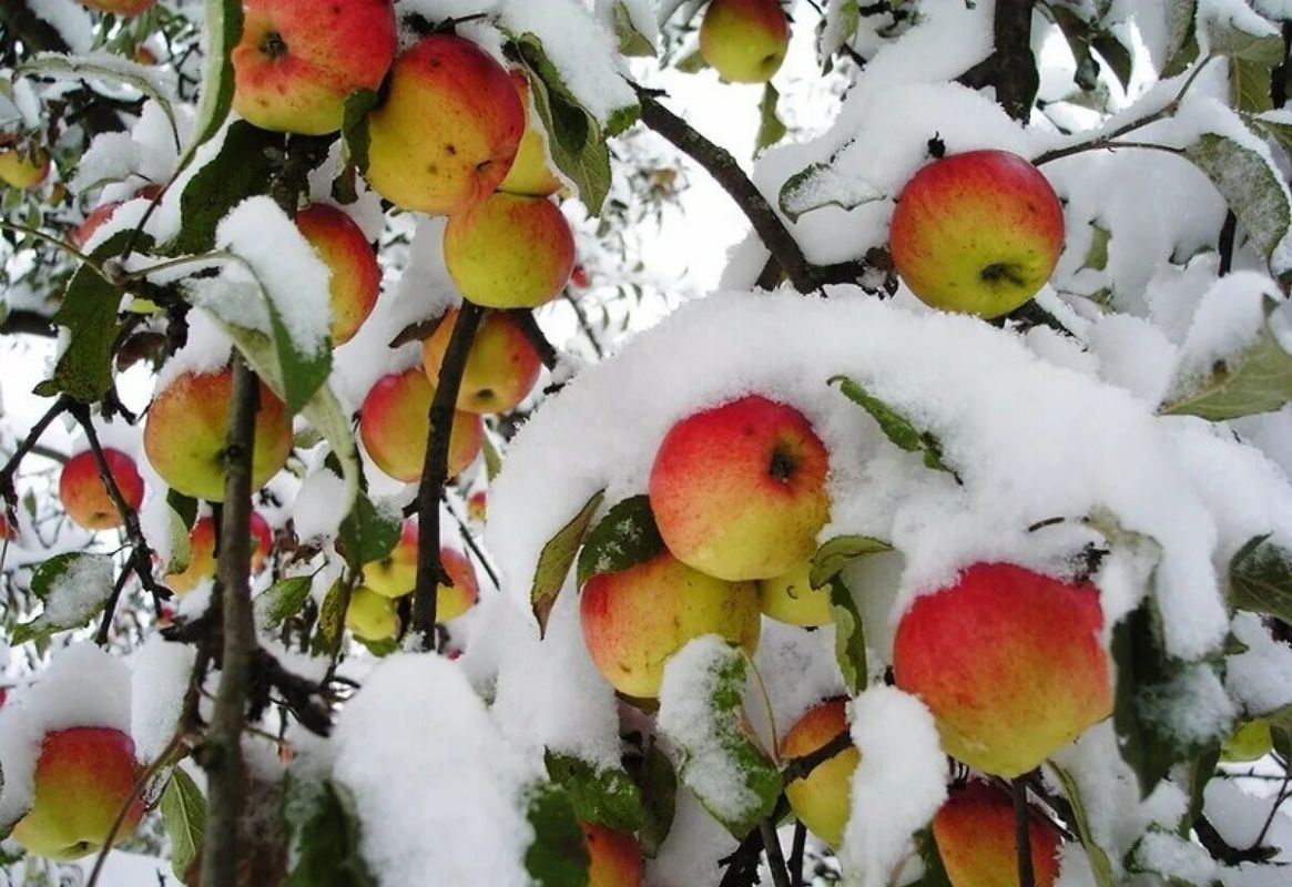 ��� ��������� ������ ������� �� �����: ������� ��������