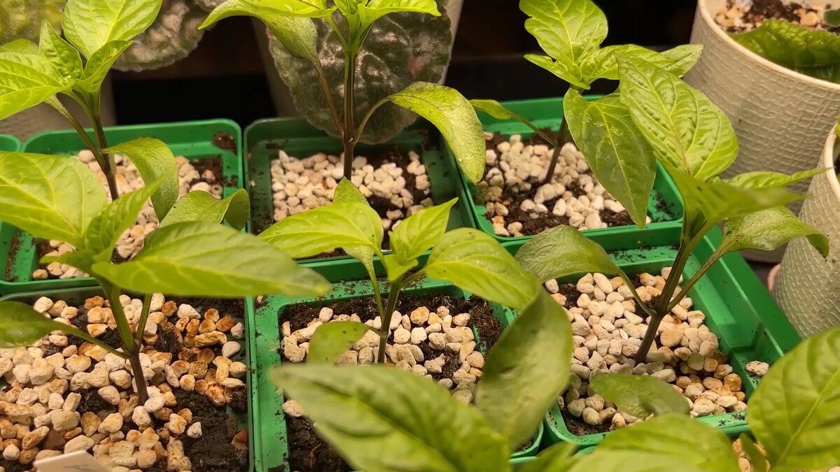 Как ускорить прорастание семян: простые и эффективные советы