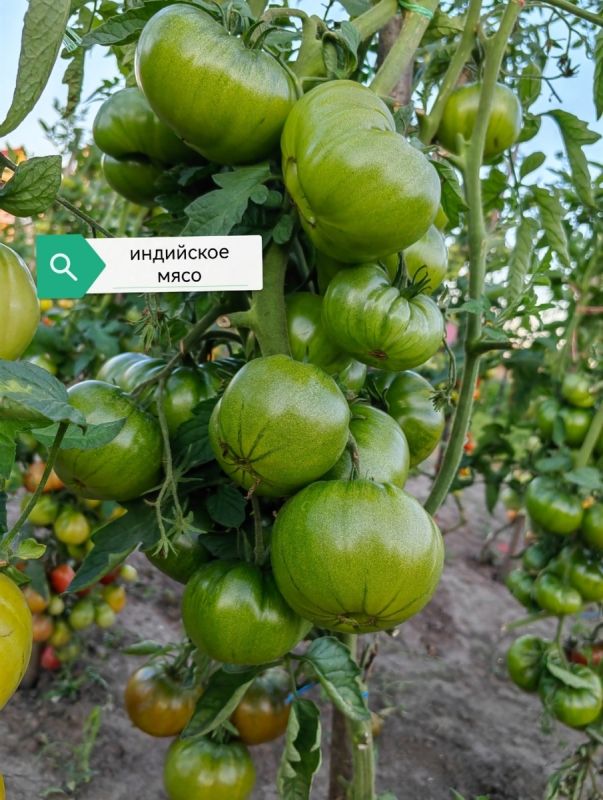 Знакомьтесь с набором семян томатов «Урожайный»