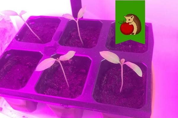 Ошибки при использовании фитоламп: как избежать распространенных проблем