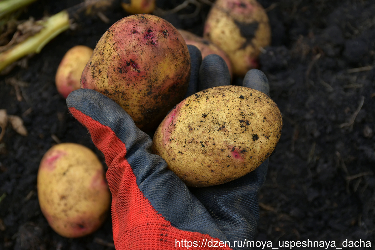 Эффективные техники для сбора картофеля