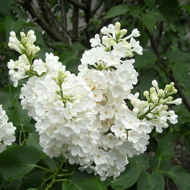 Пять белых жемчужин осени: создаем идеальный сад