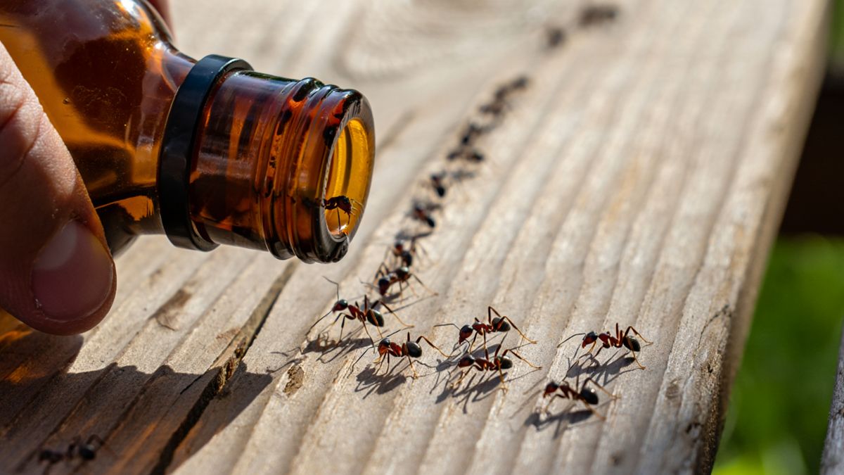 Как эффективно избавиться от муравьёв на даче: проверенные методы и секреты