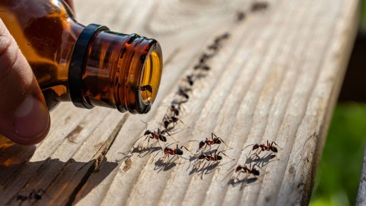 Как эффективно избавиться от муравьёв на даче: проверенные методы и секреты