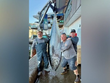 � �������� ������� ���������� ����� ����� 210 �����������