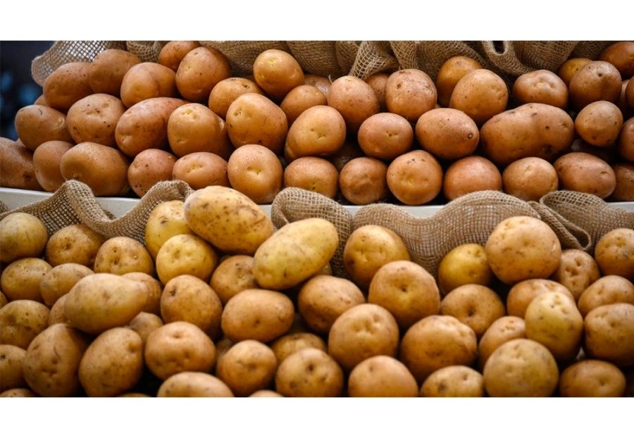 Белорусские ученые представили новые сорта картофеля для раннего урожая