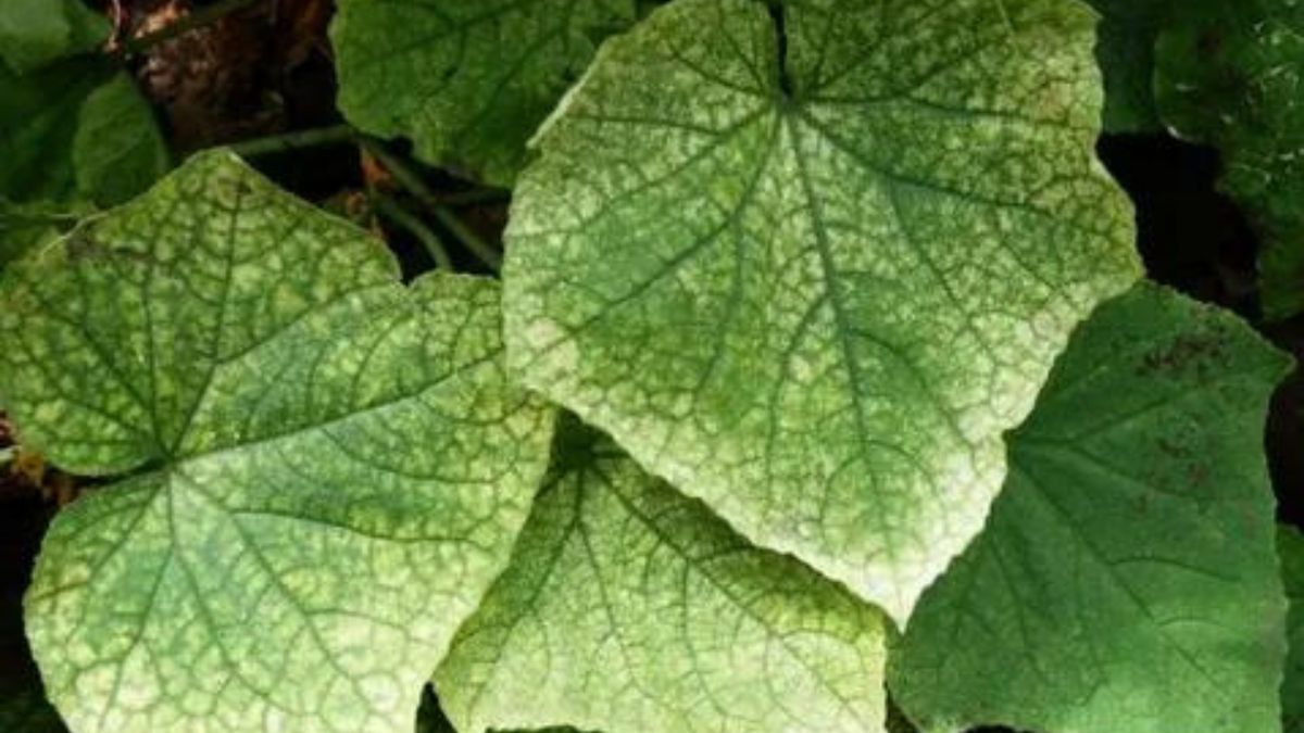 ��� ���������� �������� ���������� �����: ����������� ������ � �������� �������