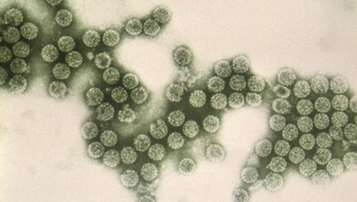 Пиво как вакцина