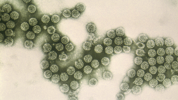 Пиво как вакцина