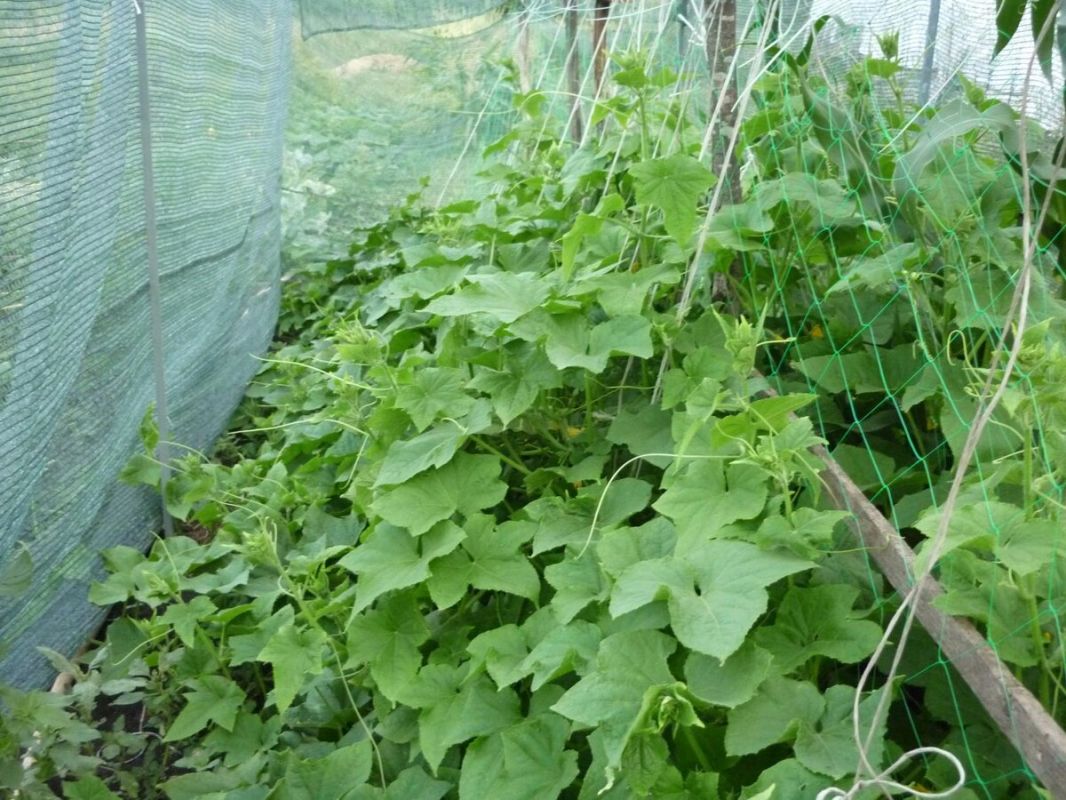 Затеняющая сетка для огурцов: успешный эксперимент, который изменит ваш огород