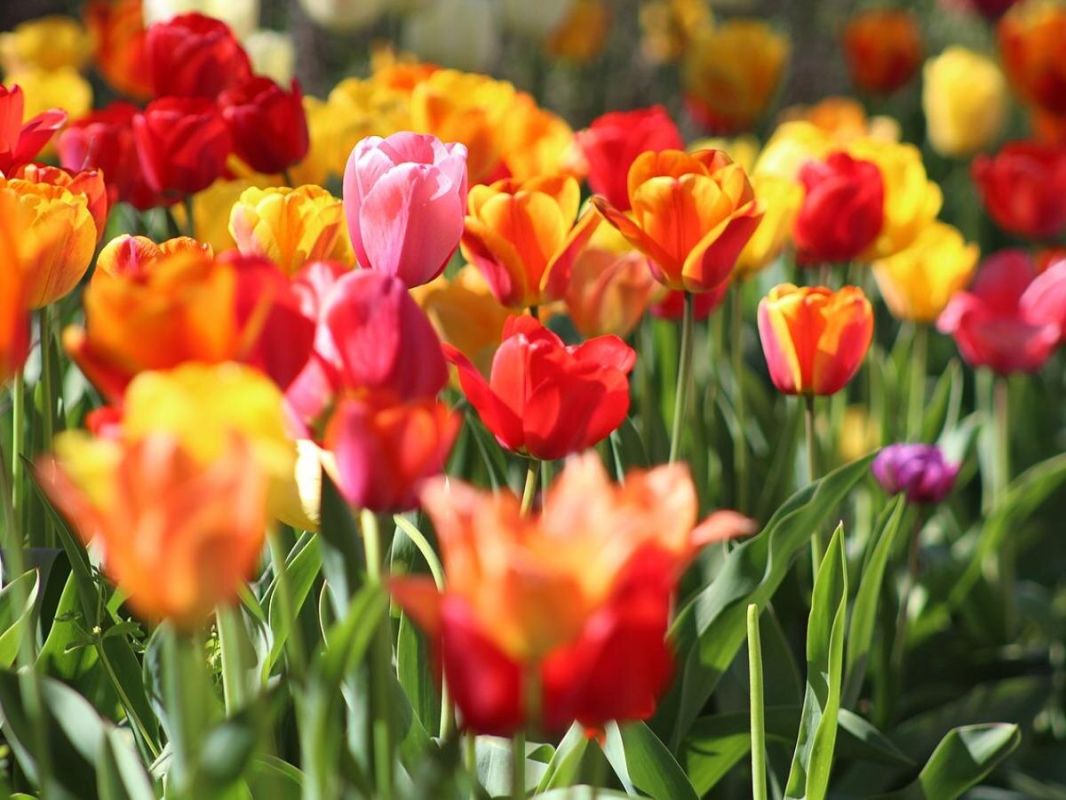 Осенние дни: время для посадки тюльпанов и будущих цветочных чудес