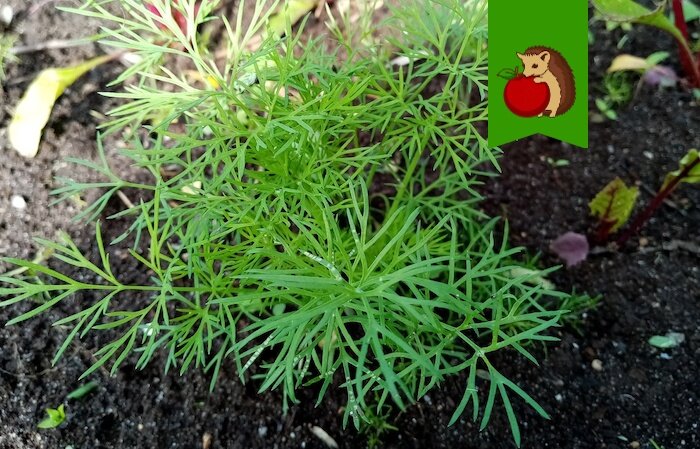 Секреты ухода за укропом: как полить всходы для роскошного урожая