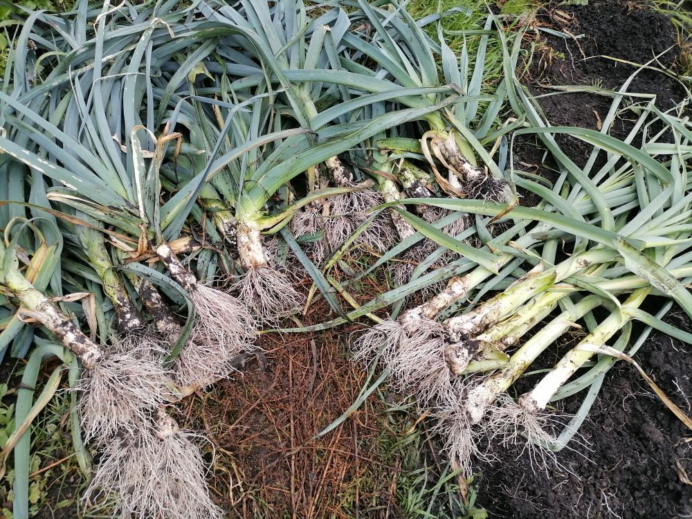 Опыт создания идеального урожая лука-порея: что важно знать