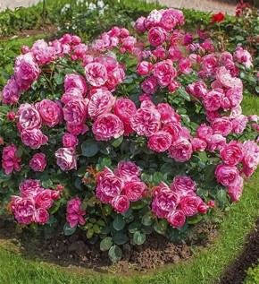 Укрытие роз на зиму: советы и рекомендации