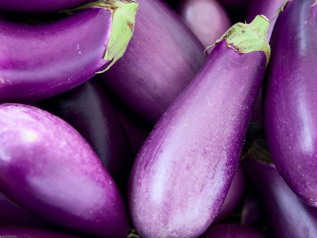 Три практичных сорта баклажанов для спокойного урожая