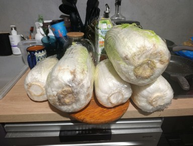 В поисках идеального кимчи: как отыскать свой уникальный рецепт