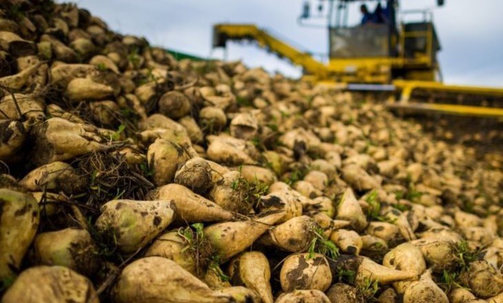 Секреты жома сахарной свеклы: новое применение в быту и промышленности