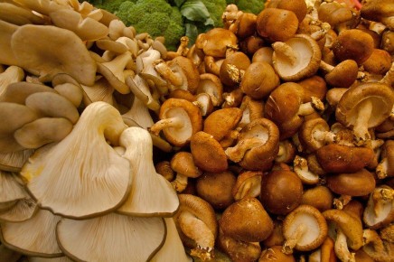 ������� �����: ��� ������� � ����������� ������ ����������