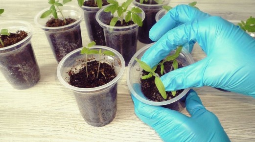 Пикировка томатов: секреты для крепкой рассады и богатого урожая