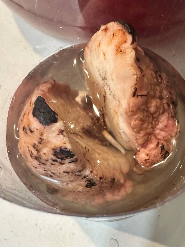 Авокадо из Шри-Ланки: необычное путешествие к жизни