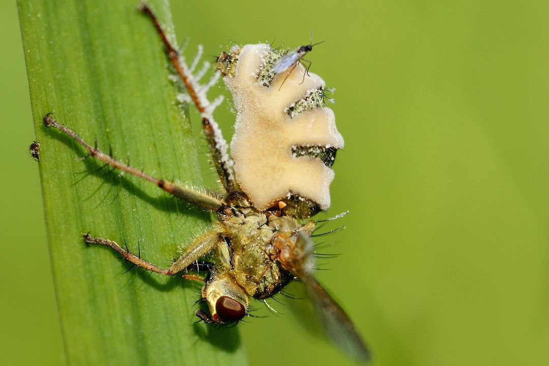 ����� ��� �����: ���������� ������ �����������