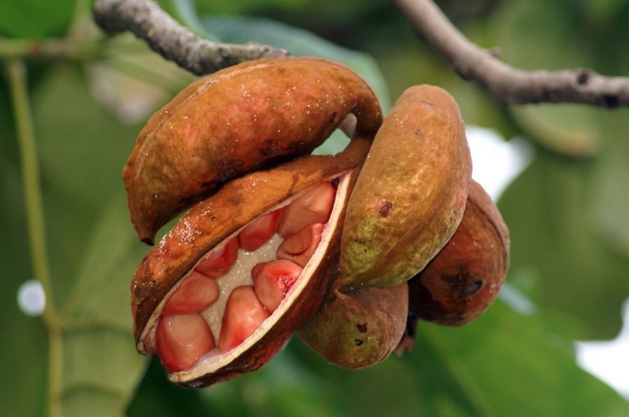 ��� ����� ���� �������� ������ ������������ �������