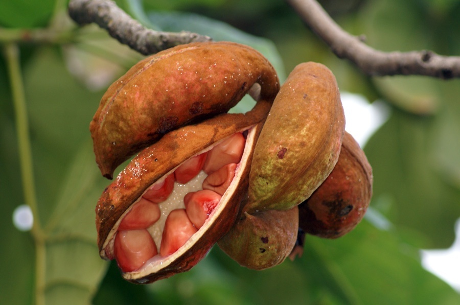 Как орехи кола покинули рецепт легендарного напитка