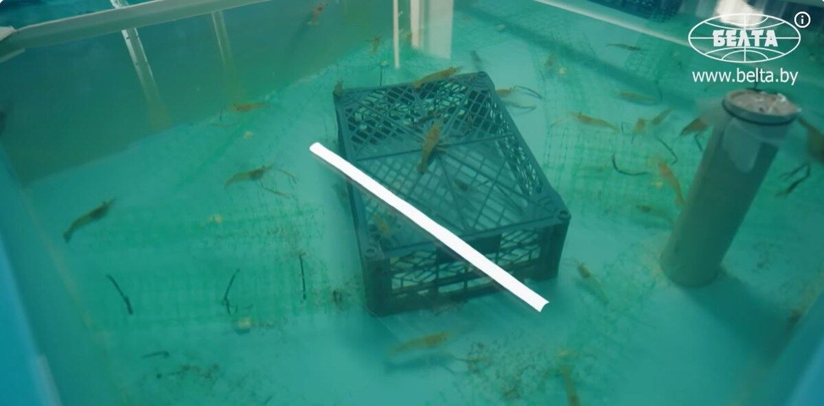 Как белорусские креветки завоевывают сердца потребителей