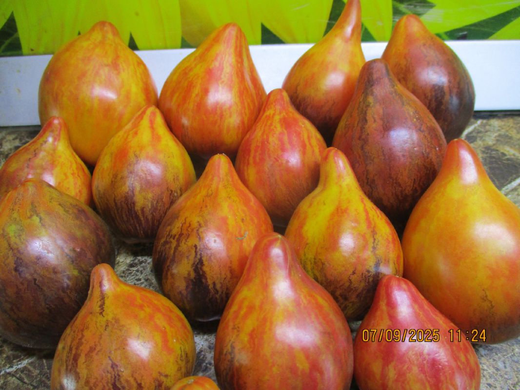 ����� ������� �������� �����: ������� ��� �������� � ���������