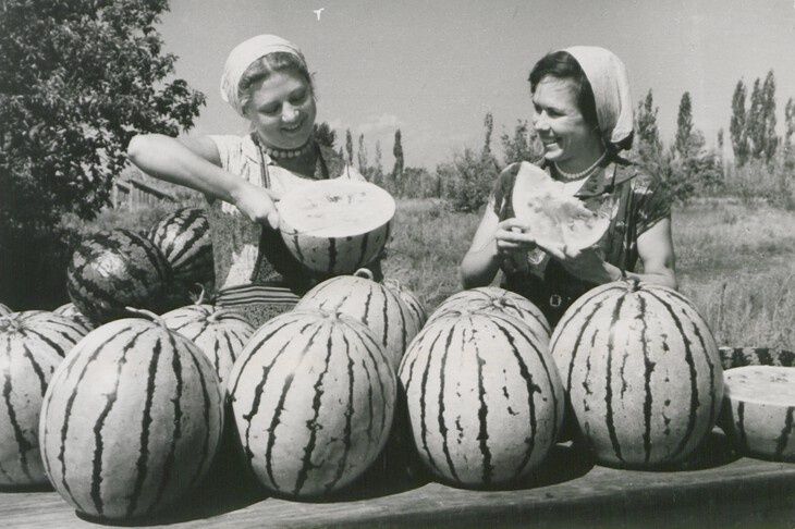 Арбузы: как летнее лакомство стало символом Волгоградской области