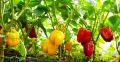 Вкус детства: Как выбрать идеальный сладкий перец для вашего огорода
