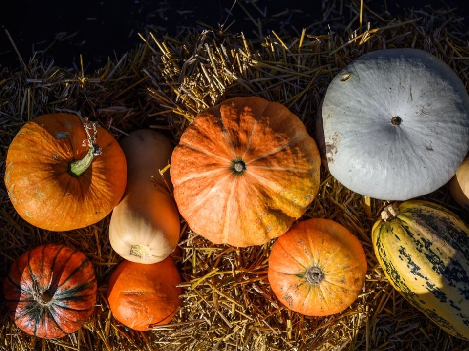 Тыква: секреты суперфуда для здоровья и кулинарии