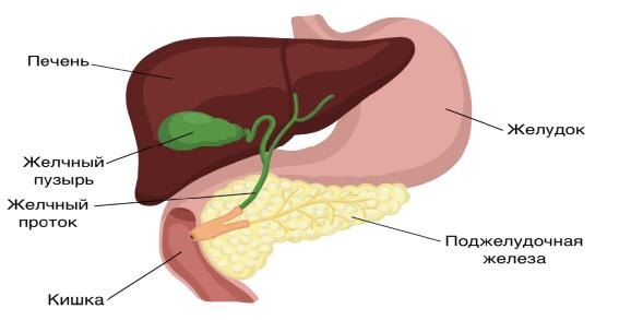 Три месяца после удаления желчного пузыря: как изменилось питание и что есть?