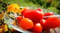 Заготавливаем лето: необычные рецепты маринованных помидоров