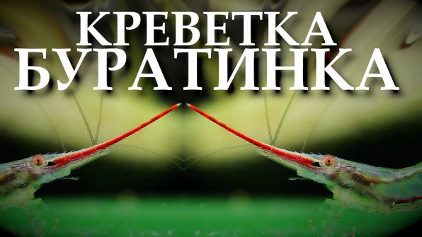 ����������� �������� ��������