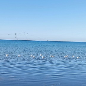 Закуска из зеленых помидоров: рецепт от Фатиньи Анастасовны