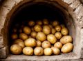 Что делать, чтобы картофель не гнил в погребе: советы экспертов