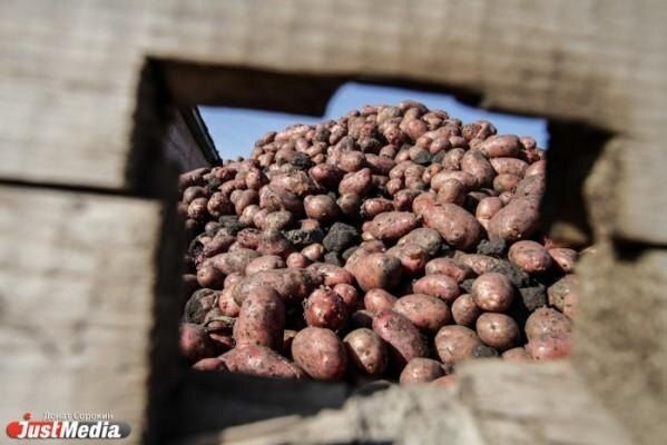 Необычная находка в Свердловской области: горы картофеля в лесу
